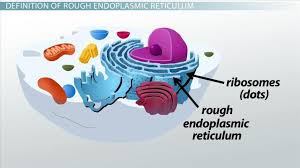 The latter one makes up the units of life, be it animals or plants, or fungi or protists. Rough Endoplasmic Reticulum Definition Structure Functions Video Lesson Transcript Study Com