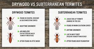 drywood termites vs subterranean