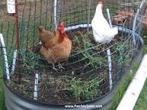 how-do-i-keep-chickens-away-from-my-tomatoes