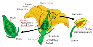 labelled diagram of l s of a flower