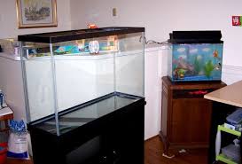 Your First Goldfish Tank Which Is The