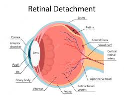 نتیجه جستجوی لغت [retinal] در گوگل