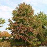 What is a sweetgum tree look like?