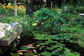 plants for ponds and water gardens