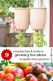 How To Plant An Upside Down Tomato Planter