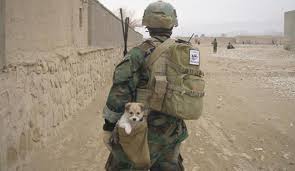 24zampe | Da Kabul all'Italia, tre gatti e un cane salvati dalla guerra