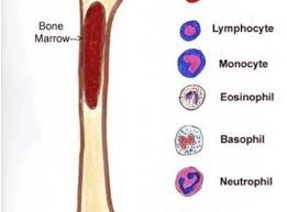 which part of the body makes blood