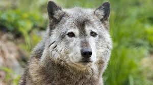 Wolves that mean so much to so many park visitors can again be shot or trapped when they step over the park boundary onto a nearby national forest. 1995 Reintroduction Of Wolves In Yellowstone My Yellowstone Park