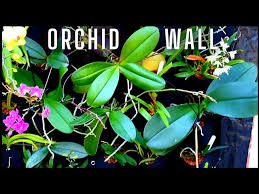 Making An Orchid Wall Diy Living