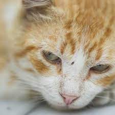 chondrosarcoma throat cancer in cats