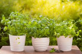 How To Start An Herb Garden In 4 Easy