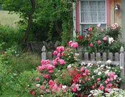 garden with roses