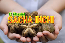 Sacha inchi is native to south america where it has been used as a food source for thousands of years.and is aka sacha peanut or mountain peanut. 12 Khasiat Superfood Sacha Inchi Pengganti Omega 3