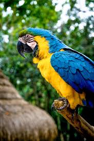 free stock photo of parrot bird
