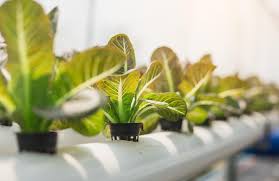 How To Start A Hydroponic Garden