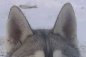 Image result for husky dog ears
