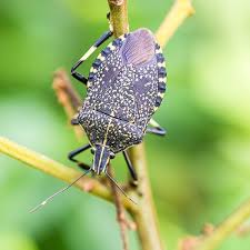 stink bugs