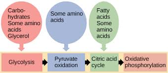 lipid metabolic pathways