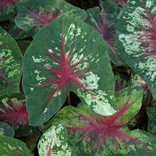 heart to heart flatter me caladium