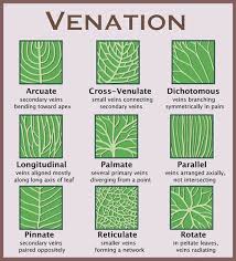 Venation Chart