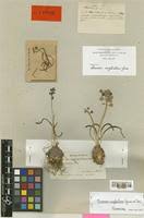 Muscari atlanticum in Global Plants on JSTOR