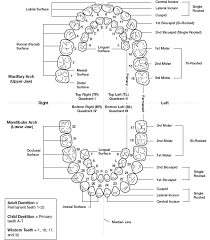 Methodical Dental Chart With Teeth Numbers Tooth Number