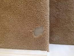 my dog ate my stair phoenix carpet repair