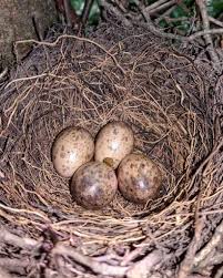 how to identify blue jay eggs their nest