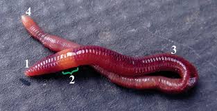 uv c radiation on earthworm