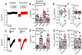 clca1 regulates airway mucus ion