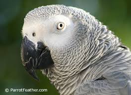 Congo African Grey Parrots Parrotfeather Com