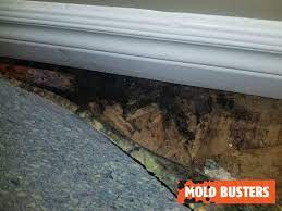 Carpet Mold Removal Service Mold Busters