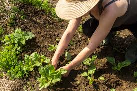 Vegetable Gardening In Time Of Drought