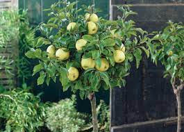 Patio Fruit Pruning Gardening