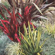 New Zealand Flax Hybrid Phormium