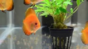 Discus Growth Progression Update Youtube