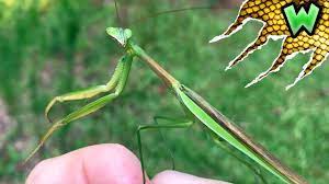 how to catch a praying mantis in your