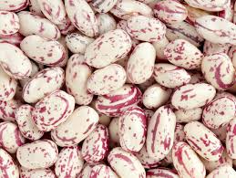 what are cranberry beans with pictures