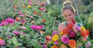 Growing Cut Flowers 9 Of The Best For