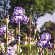 the presby iris gardens montclair s