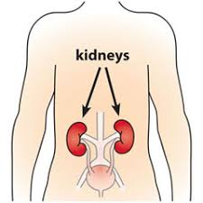 Image result for kidney