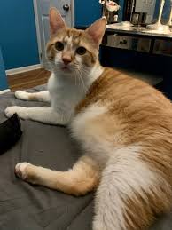 Columbus, ga is home to the national infantry museum and the national civil war naval museum. Adorable Orange Tabby Cat For Adoption In Columbus Ohio Supplies Included Adopt Tormund