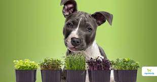7 healthiest microgreens for dogs