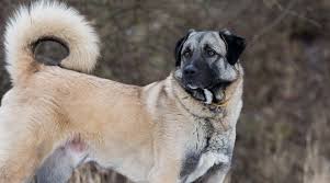 Anatolian Shepherd Breed Info Temperament Facts Puppy