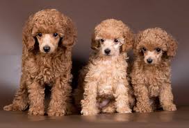 how much do miniature poodles cost