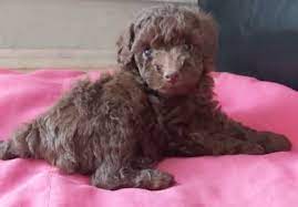 poodle in victoria dogs puppies