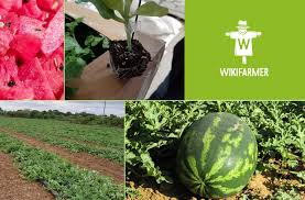 Growing Watermelons For Profit