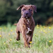 The staffordshire bull terrier was developed with the intention to create a dog that was smaller and faster in the ring, but would be gentle toward people. Is A Staffordshire Bull Terrier Right For Your Family Greencross Vets
