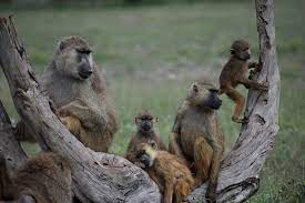 How Do Guinea Baboons Behave?