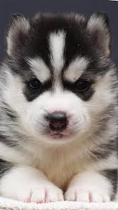 Husky wallpapers for 4k, 1080p hd and 720p hd resolutions and are best suited for desktops, android phones, tablets, ps4 wallpapers. Husky Puppy Best Htc One Wallpapers Free And Easy To Download Puppy Wallpaper Cute Puppy Wallpaper Cute Puppies